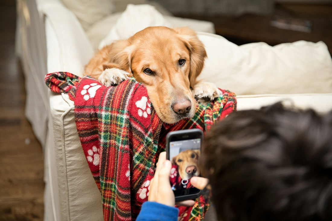 How to Turn Your Pet's Photo Into a Personalized Phone Case